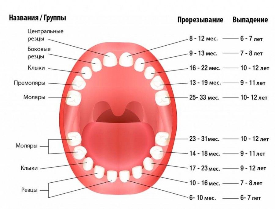 Схема и сроки выпадения молочных зубов - изображение
